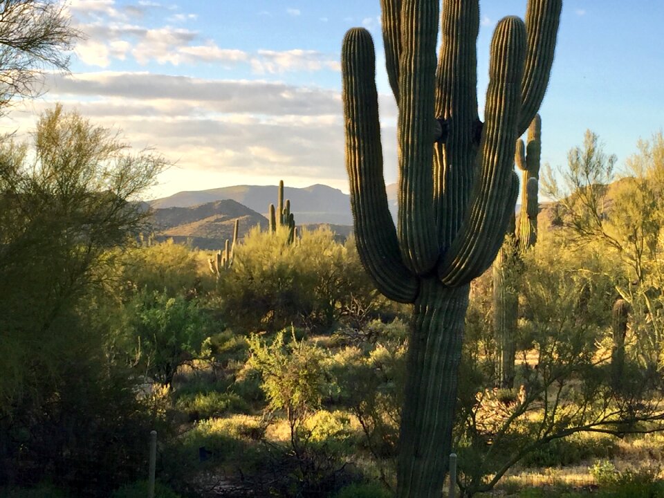 Earth day desert saguaro