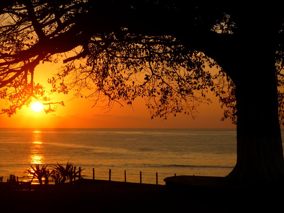 Sea tree view