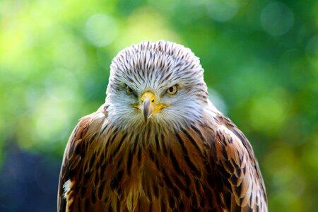 Predator wildlife avian