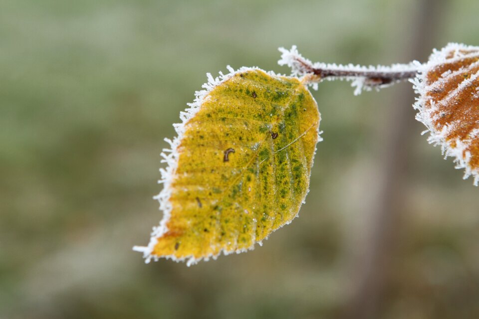 Beech leaf leaf fall leaves