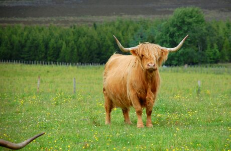 Cattle countryside meadow photo