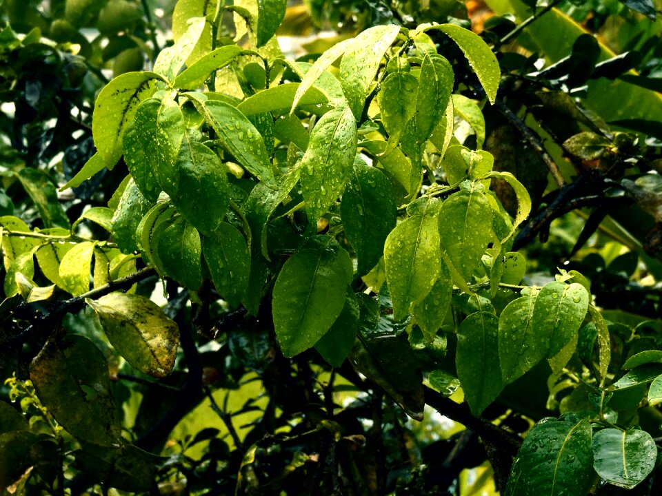Leaf drops of water landscape