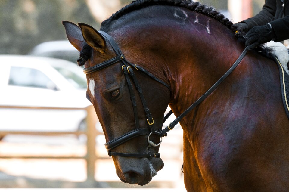 Dressage horses animals