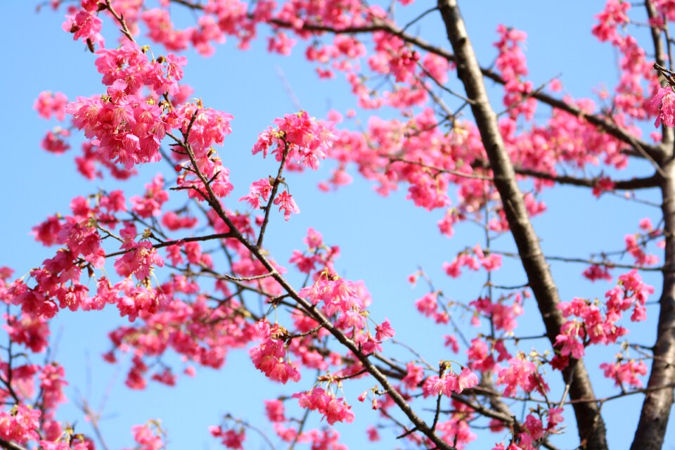 Spring pink hua xie