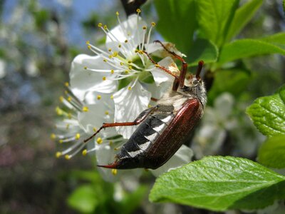 Apple blossom insect may