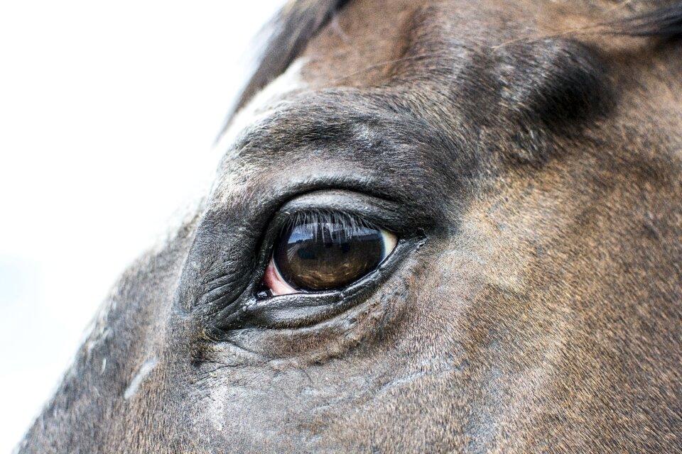 Portrait animal head