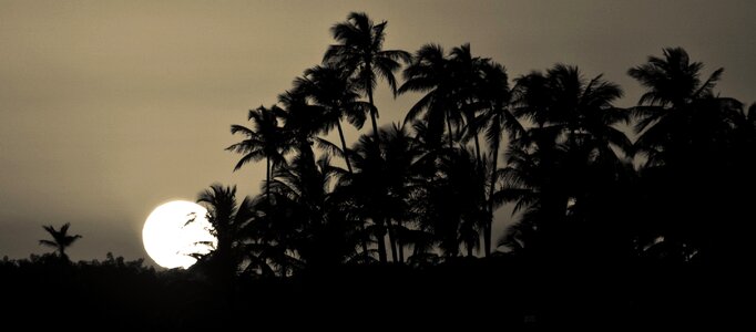 Landscape brazilwood sunset
