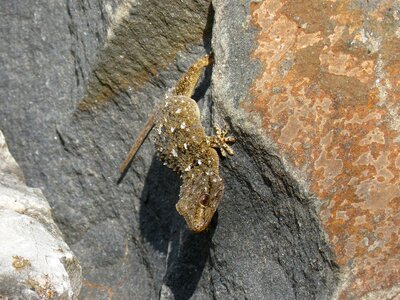Texura lizard reptile
