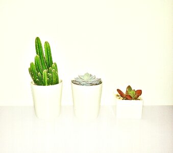 Potted plants cactus succulent plants