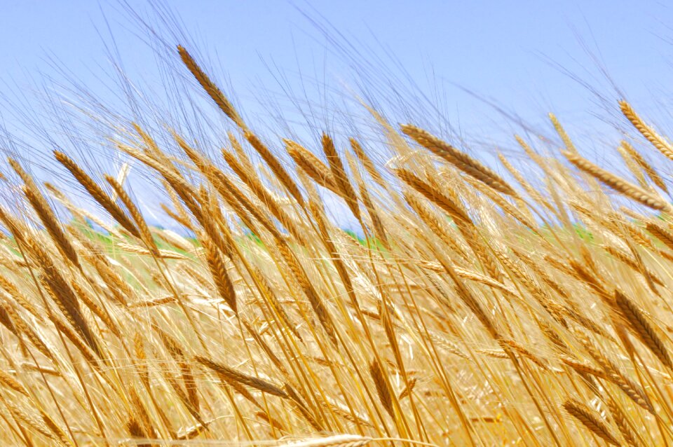 Grain organic triticum