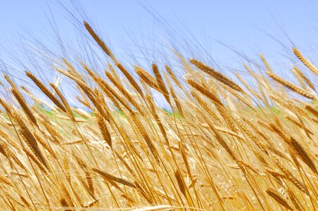 Grain organic triticum