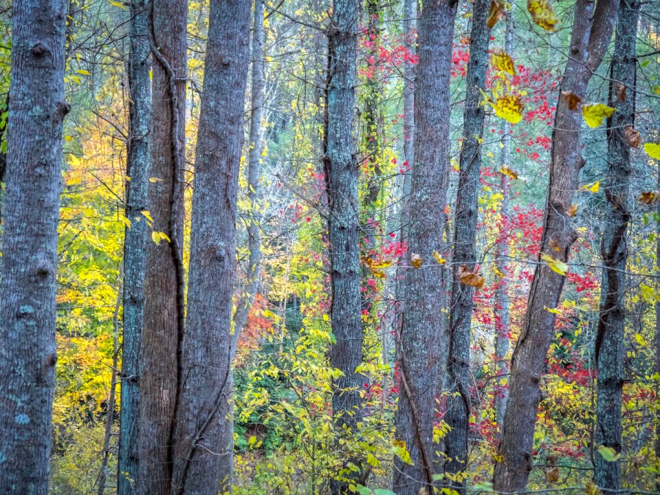 Autumn forest leaf