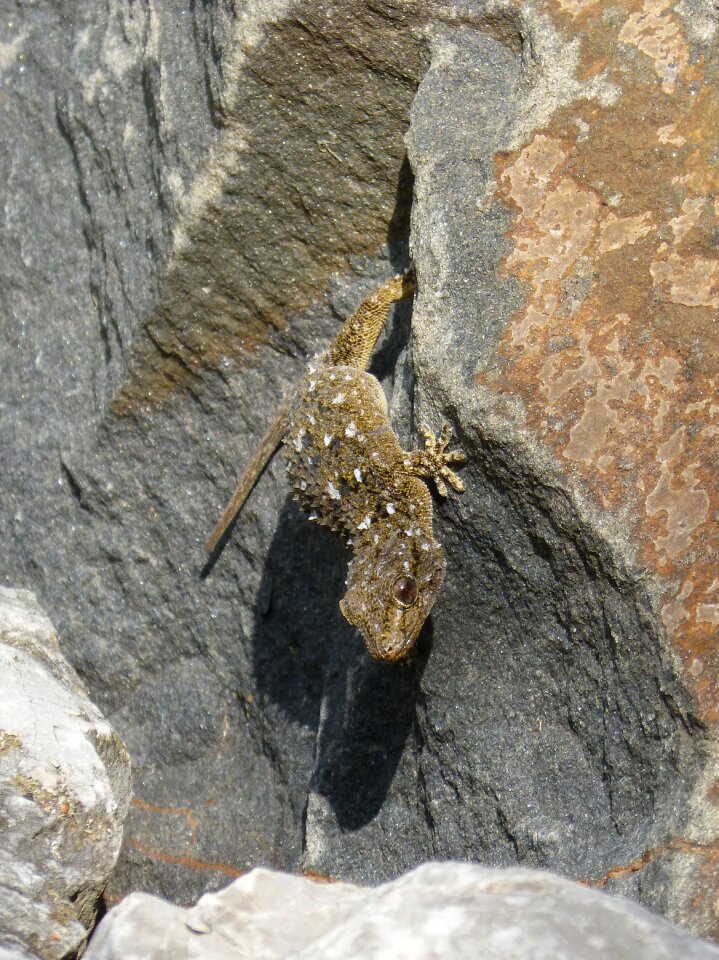 Texura lizard reptile