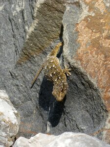 Texura lizard reptile