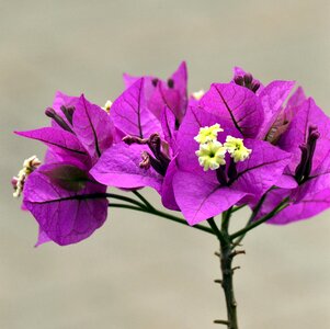 Purple bougainvilla spring