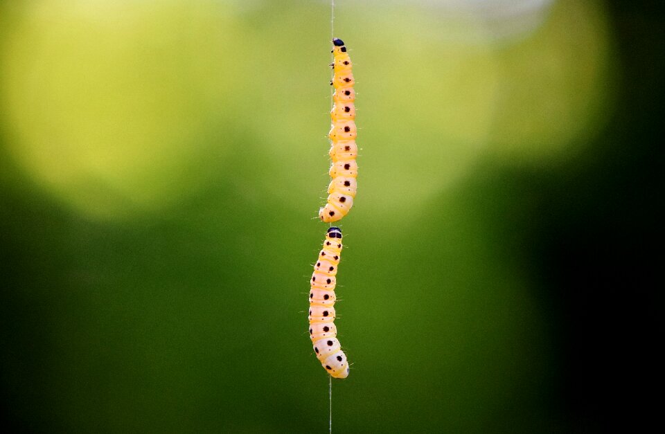 Caterpillar animal nature