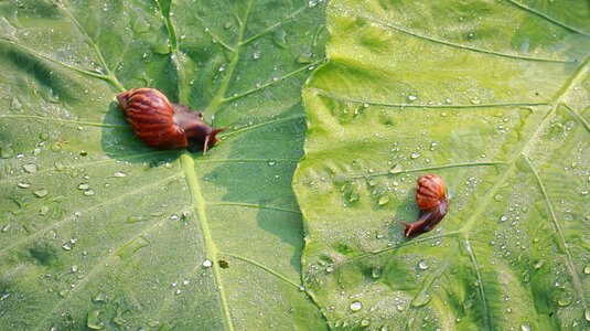 The morning creature insects