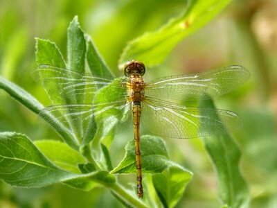 Greenery winged insect wings of dragonfly