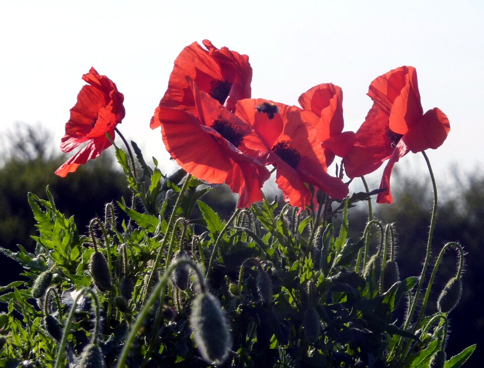 Red flowers field wild