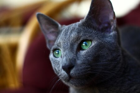 Blue eyes near