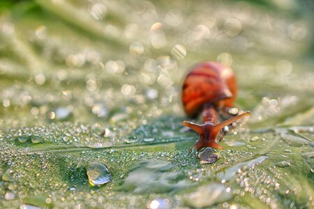 The morning creature insects