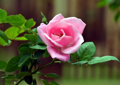 Pink rose bud fragrance photo