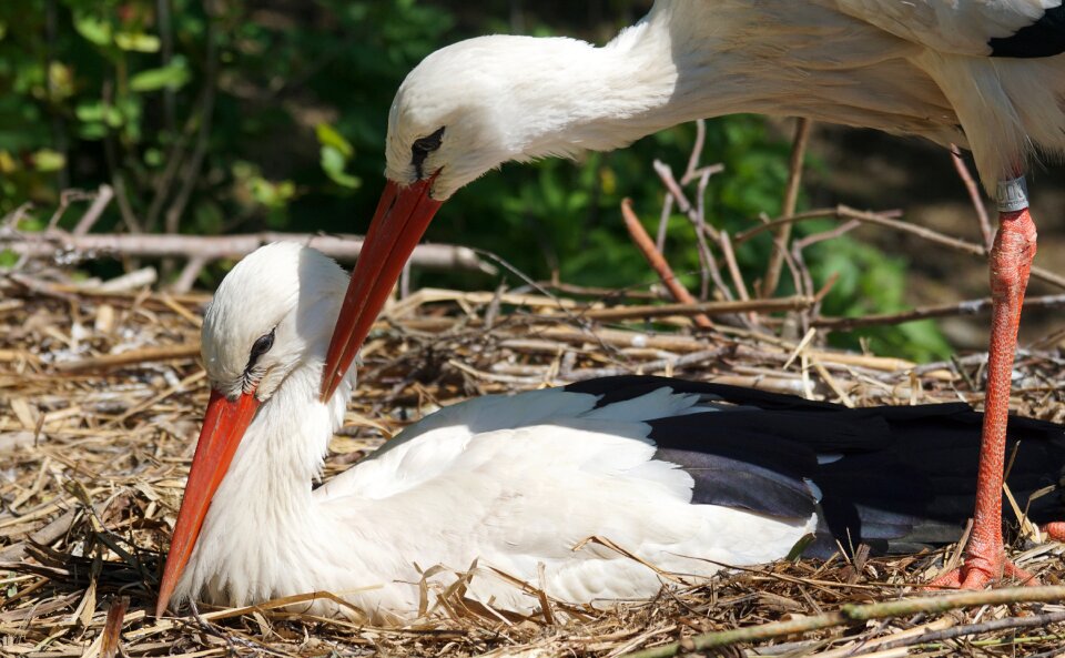 Rattle stork breed caress