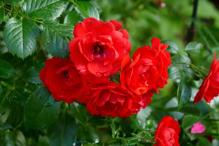 Flower red flower rose