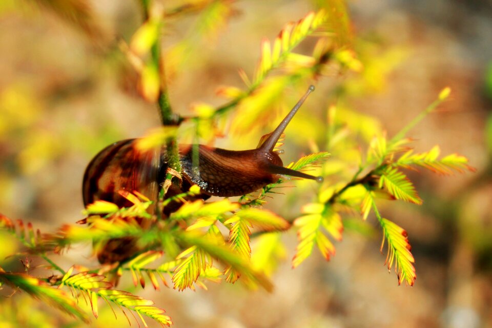 The morning creature insects