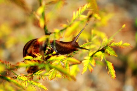 The morning creature insects
