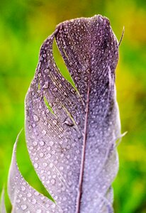 Animal lizard butterfly