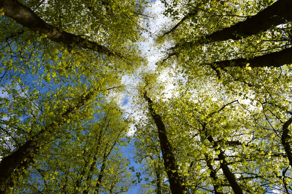 Branches sky natural photo