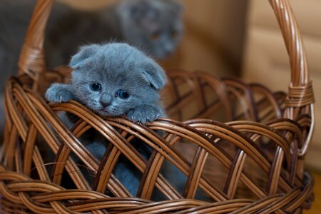 Cat cute kitten photo