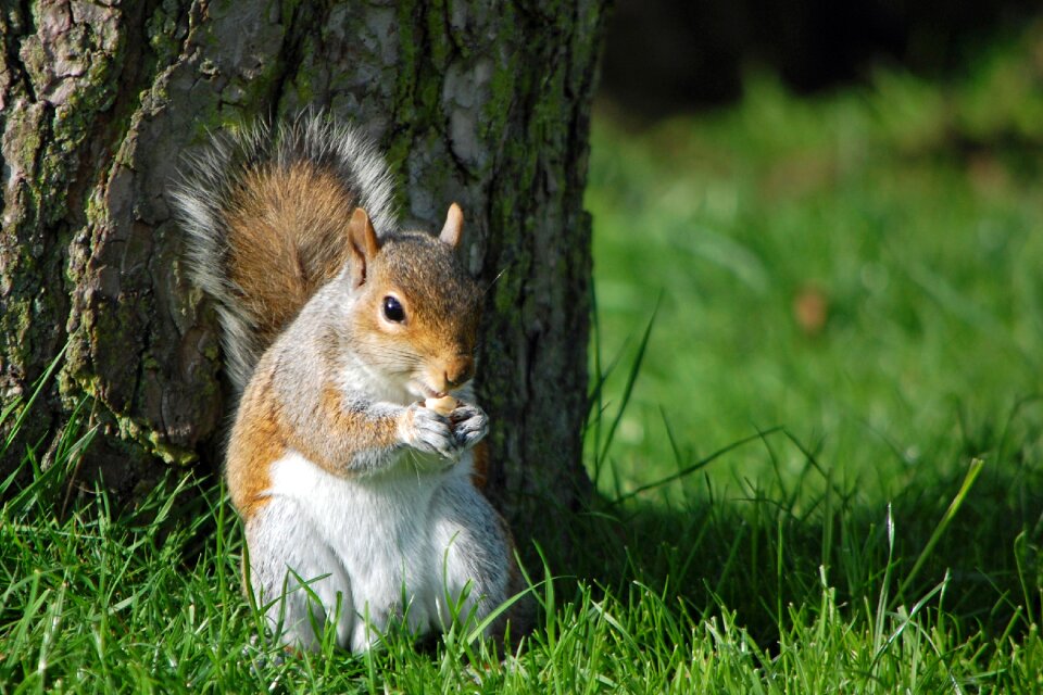 Animal wildlife cute