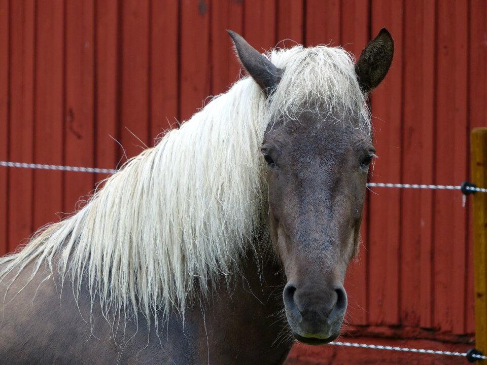 Pferdeportrait brown white mane