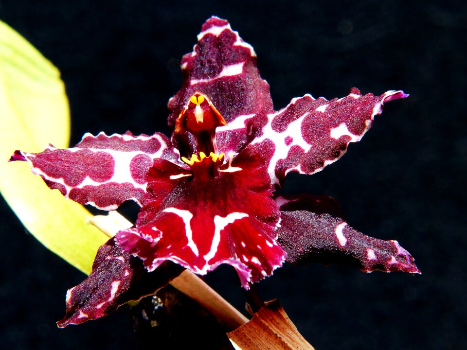Bloom plant wine red