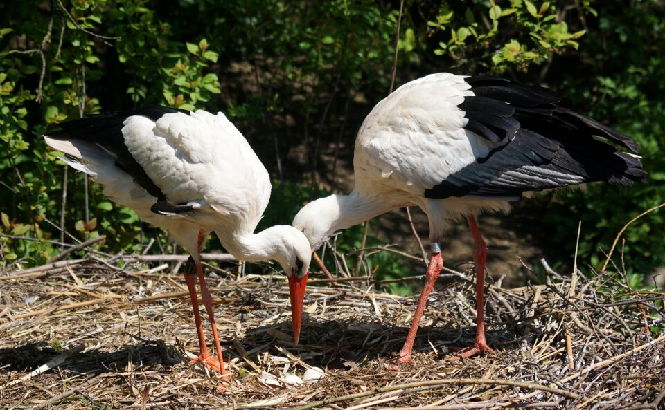 Rattle stork breed control