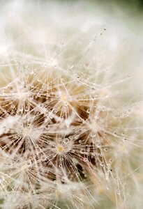 Macro plant seed photo