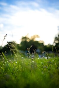 Grasses blade of grass halme