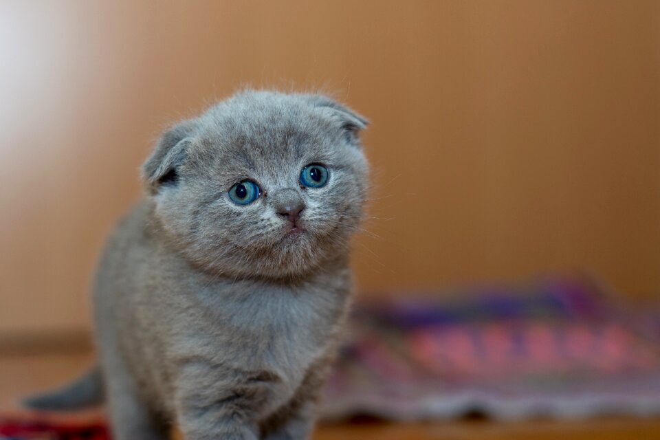 Cute furry kitten