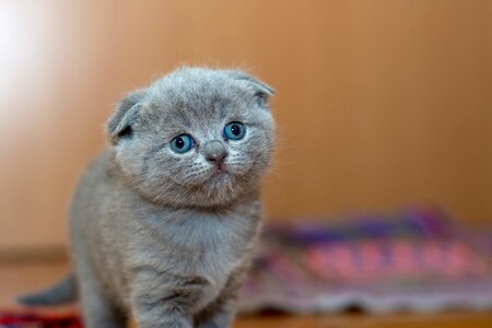 Cute furry kitten photo