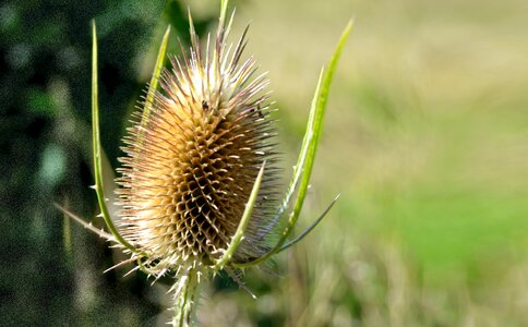 Wild thistle faded brown photo