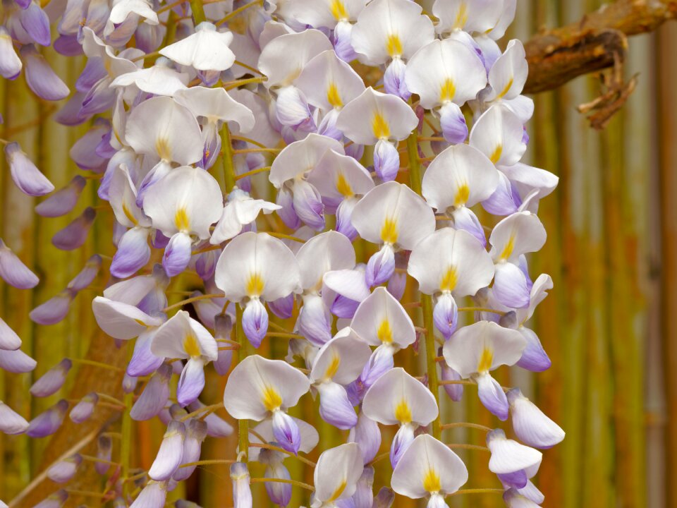 Purple white flowers petals