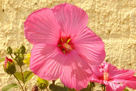 Blossom bloom pink photo