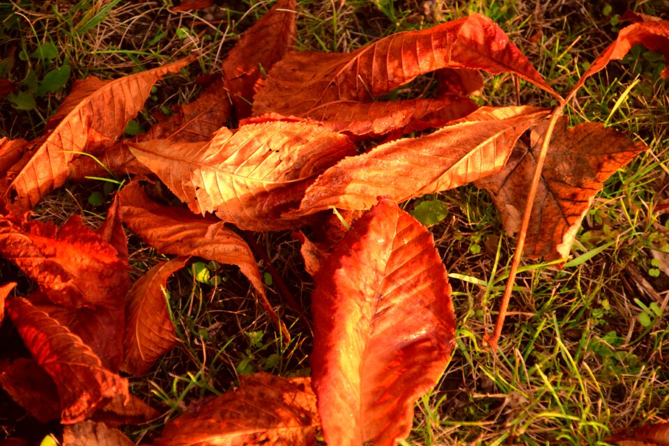 Golden autumn fall foliage nature
