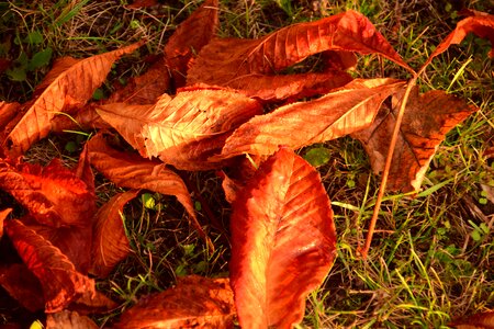 Golden autumn fall foliage nature