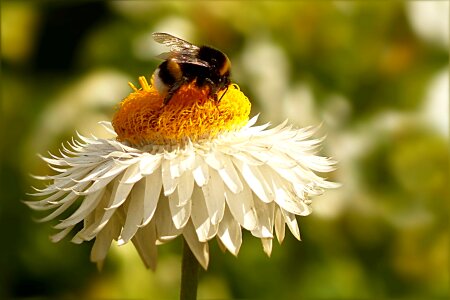 White yellow insect hummel