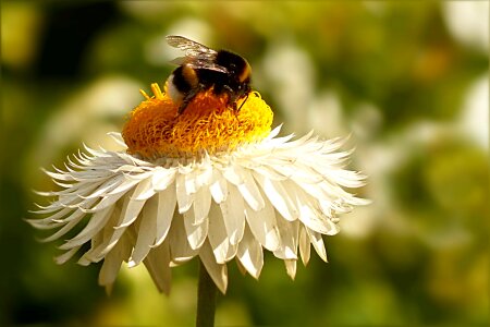 White yellow insect hummel photo