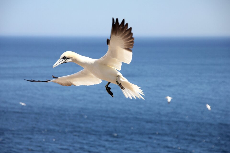 Sea flying northern gannet