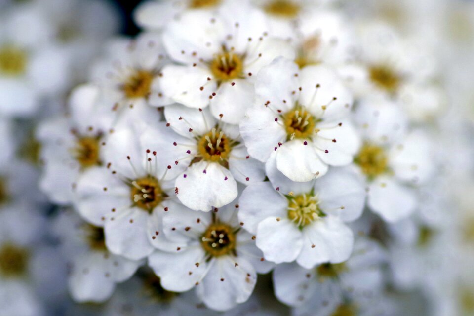 Minor flowers stamens